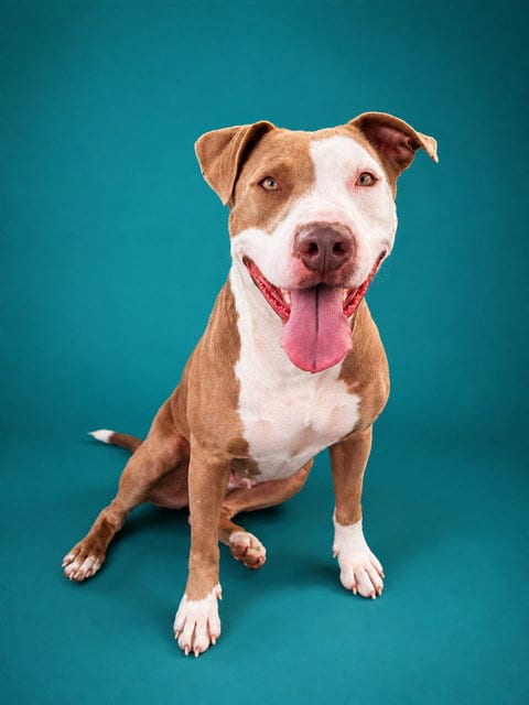 Photo of Harley Quinn, adoptable Pit Bull Terrier in Pearland, Texas