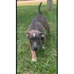 Photo of Kevin, adoptable Hound (Unknown Type) in Medfield, Massachusetts