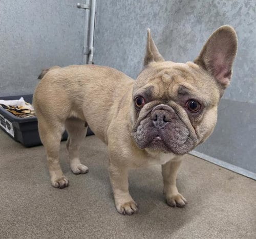 Photo of Canella, adoptable French Bulldog in HESPERIA, California
