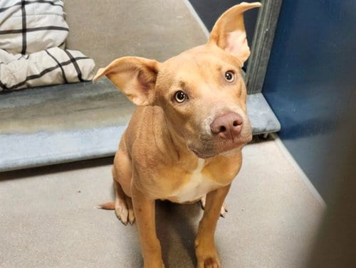 Photo of Toofer, adoptable American Pit Bull Terrier in Phoenix, Arizona