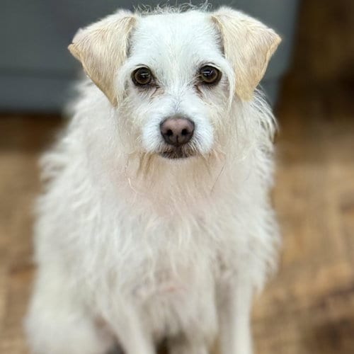 Photo of Benji, adoptable Wirehaired Fox Terrier in Cranford, New Jersey