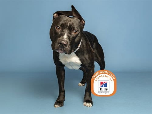 Photo of Parmesan, adoptable American Pit Bull Terrier in Phoenix, Arizona