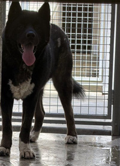 Photo of Shade, adoptable Akita in Los Angeles, California