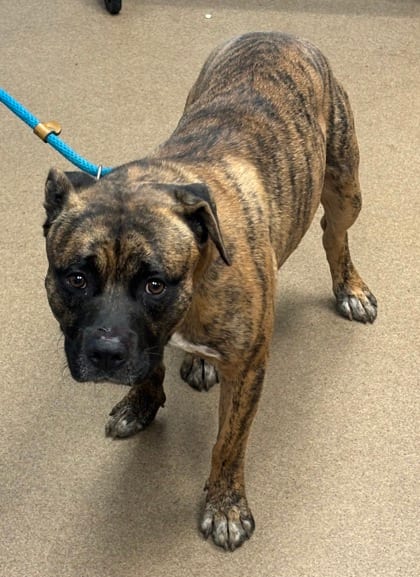 Photo of Elrond, adoptable dog in Chamblee, Georgia