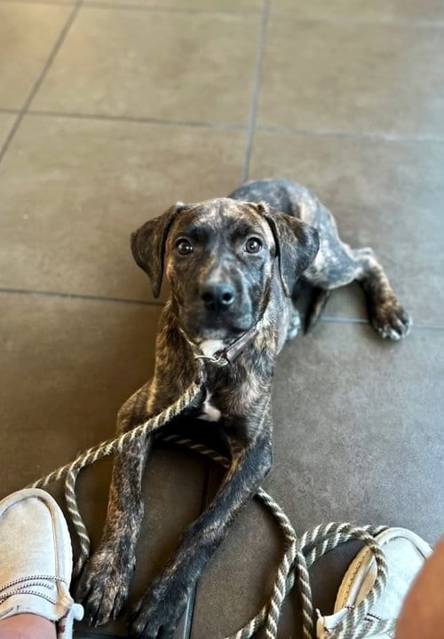 Photo of Kit, adoptable American Pit Bull Terrier in ROSEVILLE, California