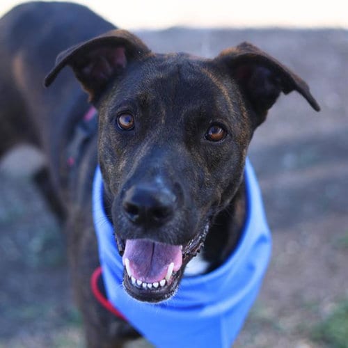 Photo of Lucky, adoptable Labrador Retriever in San Antonio, Texas