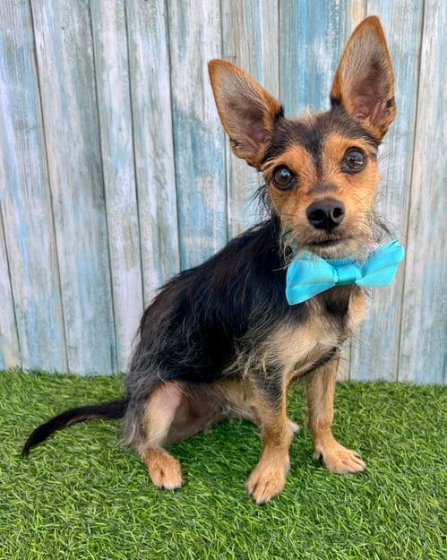 Photo of Moose, adoptable Yorkshire Terrier Yorkie in Corona, California