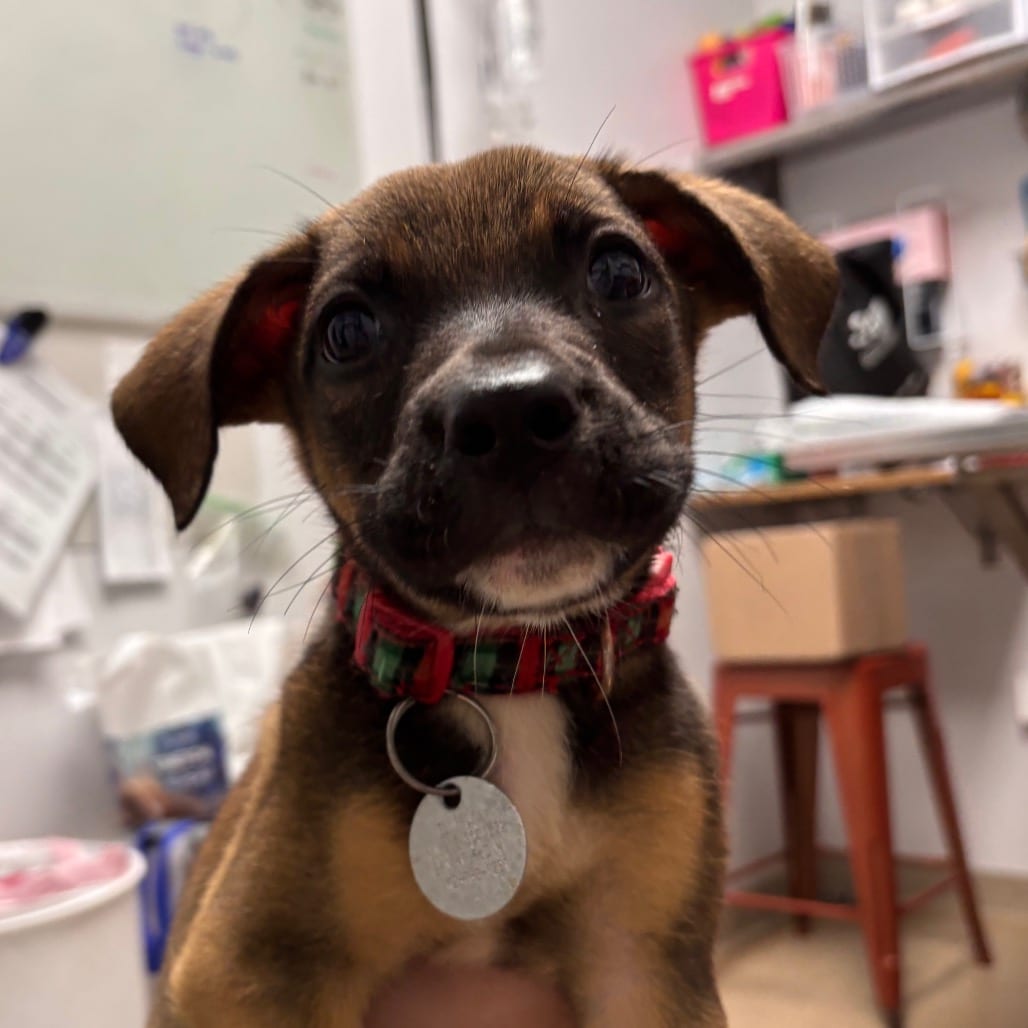 Photo of Arlo, adoptable Terrier in Brookfield, Wisconsin