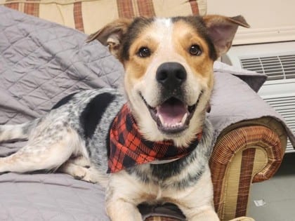 Photo of Colter, adoptable dog in Georgetown, Texas