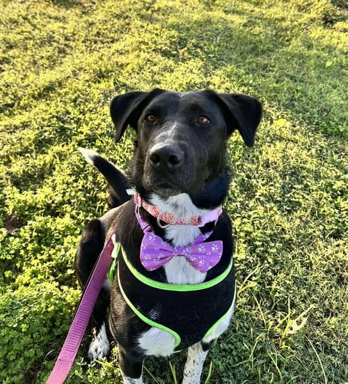 Photo of Cassidy, adoptable Labrador Retriever in Inglewood, California