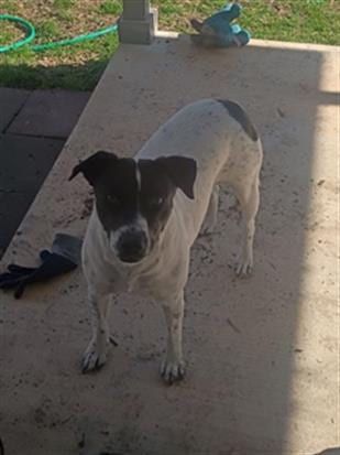 Photo of Kitty, adoptable Pointer in San Antonio, Texas
