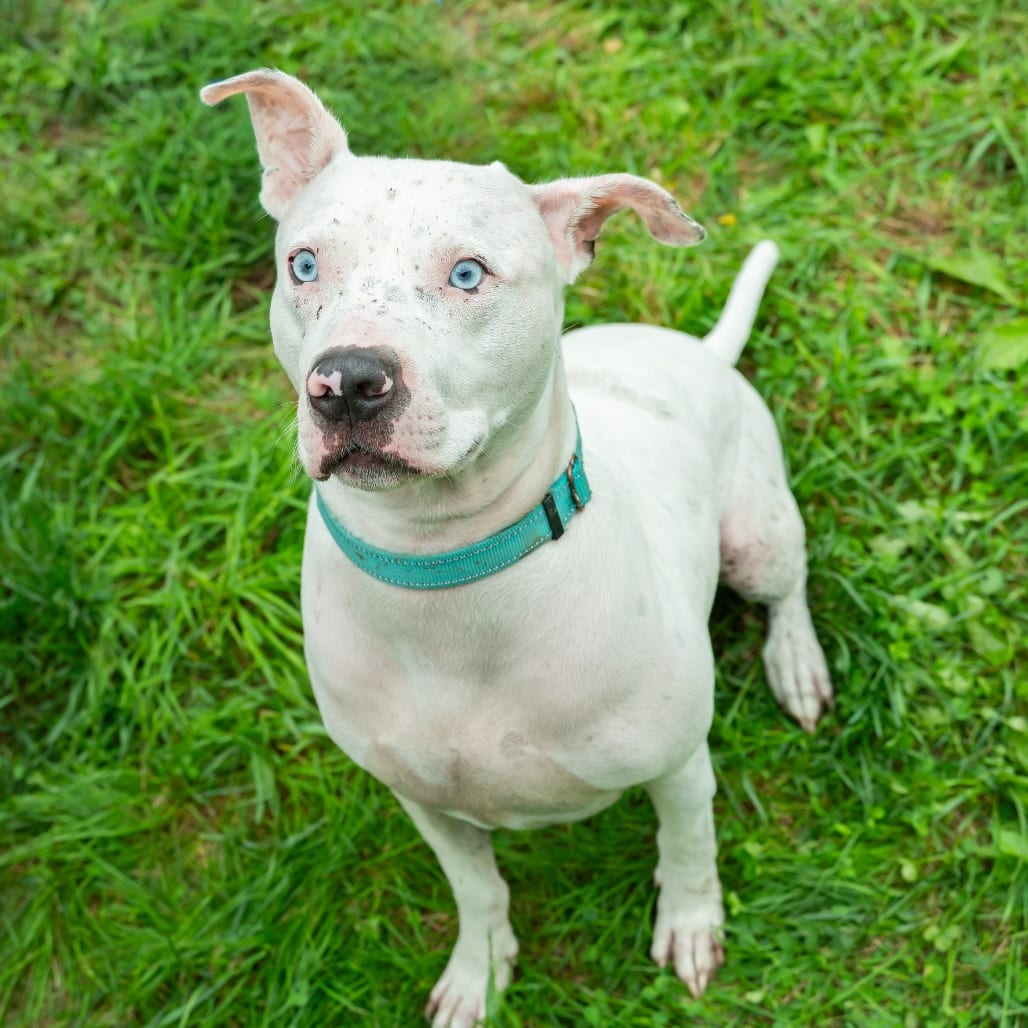 Photo of Hashbrown, adoptable Terrier / Bulldog, American in West Des Moines, Iowa