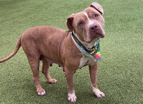 Photo of Ajah, adoptable American Pit Bull Terrier in Ft Lauderdale, Florida