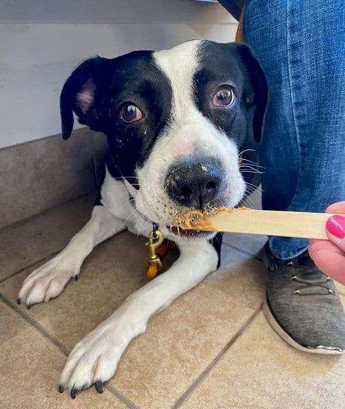 Photo of Mabel, adoptable American Bulldog in Yreka, California