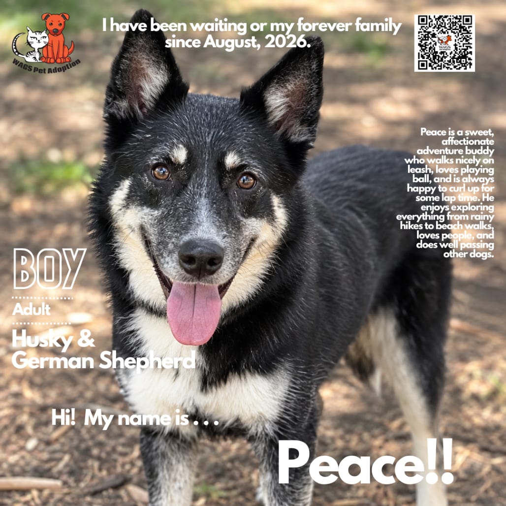 Photo of Peace, adoptable Shepherd, German / Husky in Westminster, California