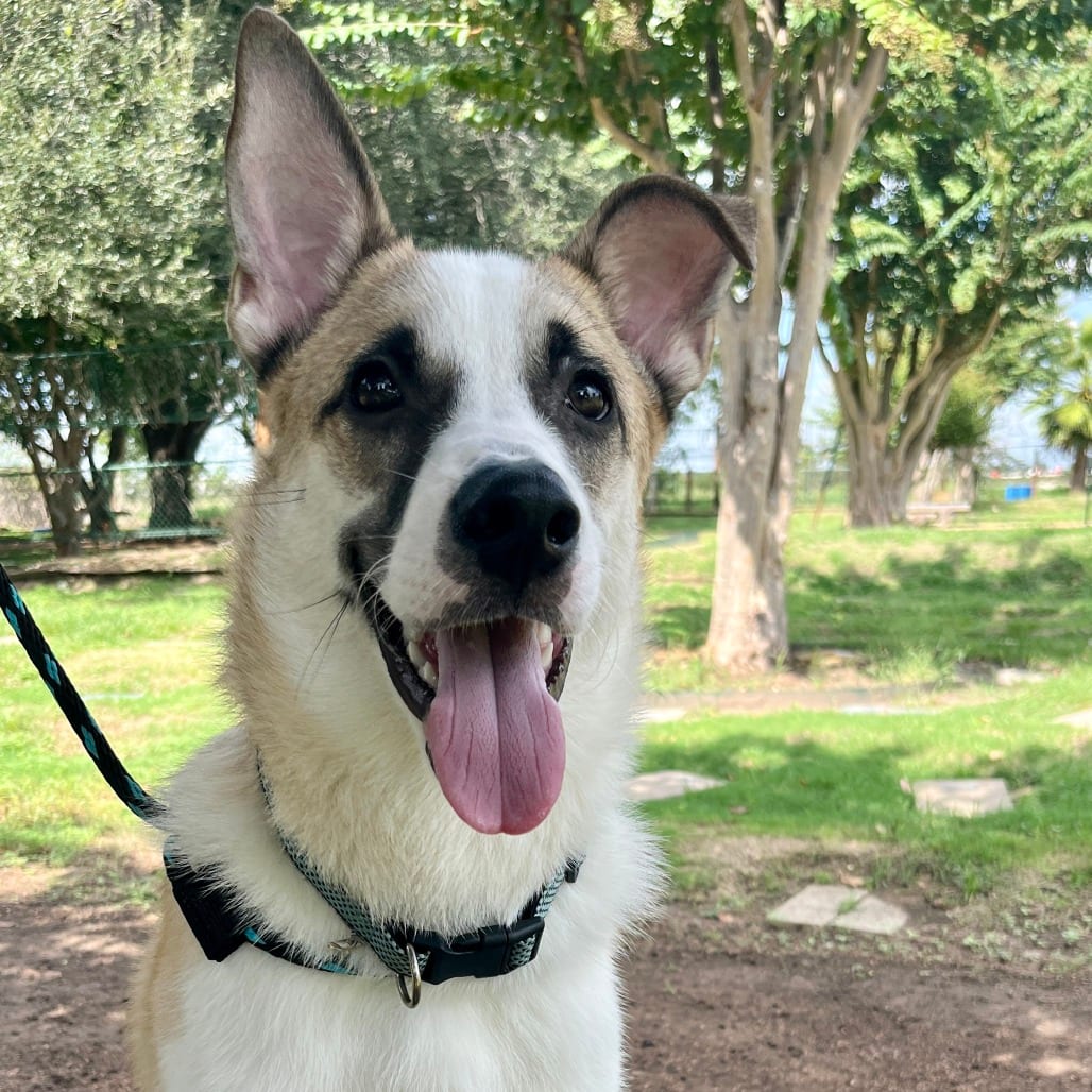 Photo of Clyde, adoptable Mixed Breed (Medium) in Houston, Texas