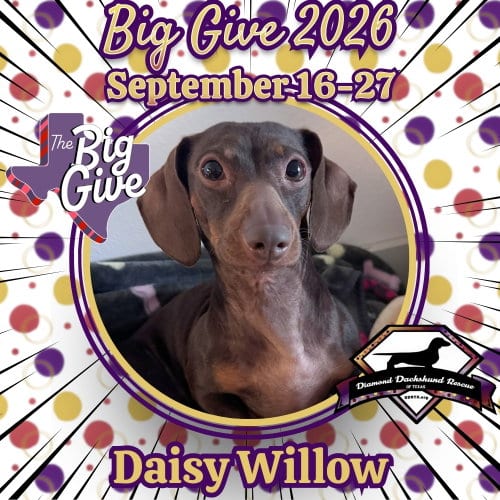 Photo of Daisy Willow, adoptable Dachshund in San Antonio, Texas