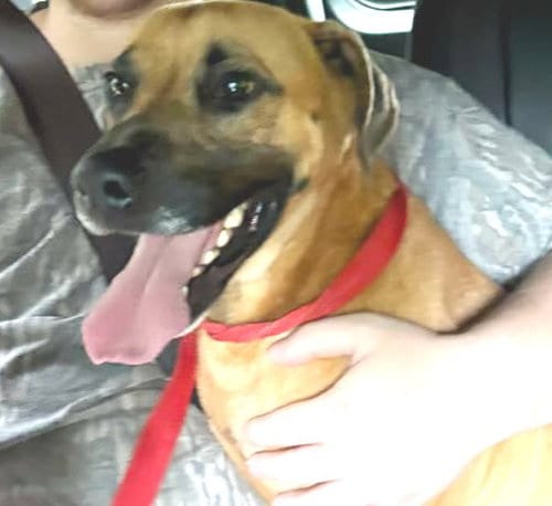 Photo of Hank, adoptable Shepherd in Carrollton, Georgia