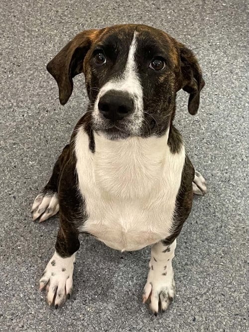 Photo of Sophie, adoptable Hound in Low Moor, Virginia