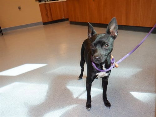 Photo of Aqua, adoptable Chihuahua in San Jose, California