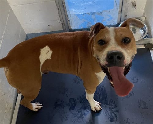 Photo of TJ, adoptable Boxer in Gainesville, Florida