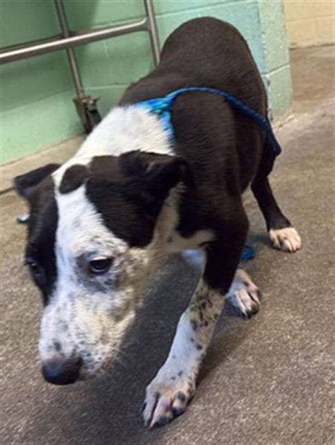 Photo of Buttercup, adoptable Australian Cattle Dog/Blue Heeler in Sacramento, California