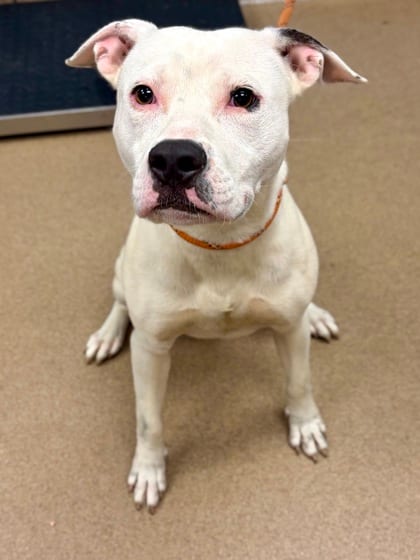 Photo of Joomble, adoptable dog in Chamblee, Georgia