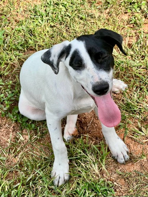 Photo of Dewey, adoptable Catahoula Leopard Dog in Lakemont, Georgia