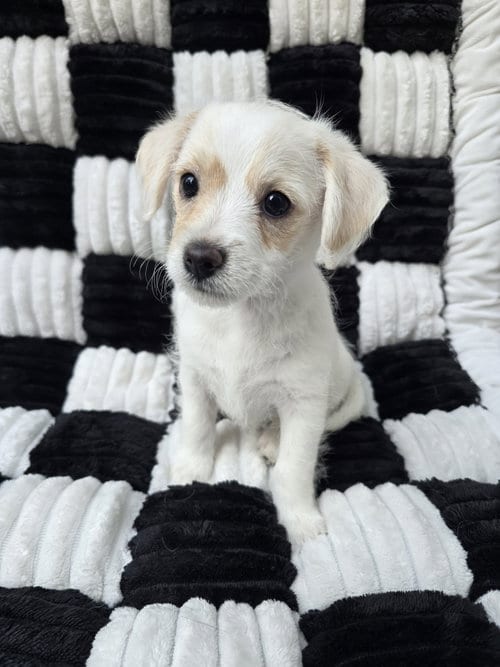 Photo of Pearl, adoptable Chihuahua in San Francisco, California