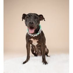 Photo of Pepa, adoptable Terrier (Unknown Type, Medium) in Doral, Florida
