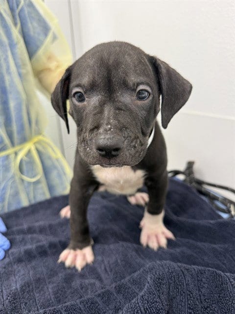 Photo of Pumpkin, adoptable American Pit Bull Terrier in Mesa, Arizona
