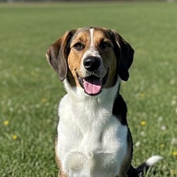 Photo of Rusty, adoptable Mixed Breed (Medium) in Pittsfield, Illinois