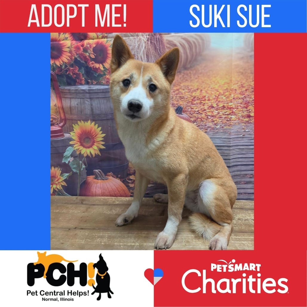 Photo of Suki Sue, adoptable Shiba Inu in Normal, Illinois