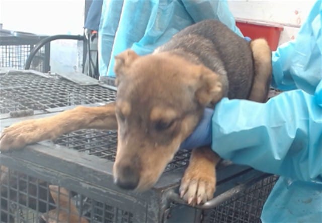Photo of Senior Shepherd, adoptable Shepherd in Devore, California
