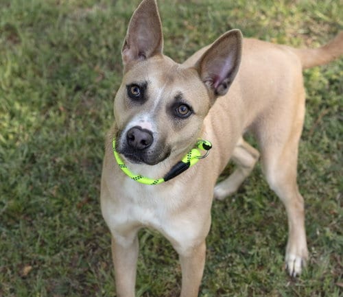 Photo of Joie, adoptable Unknown breed in Durham, North Carolina