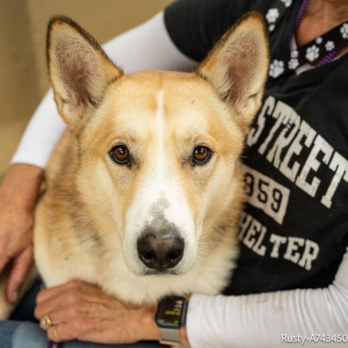 Photo of Rusty, adoptable Siberian Husky in Sacramento, California