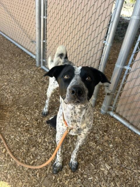 Photo of Hugh Jackman, adoptable Australian Cattle Dog/Blue Heeler in Albuquerque, New Mexico