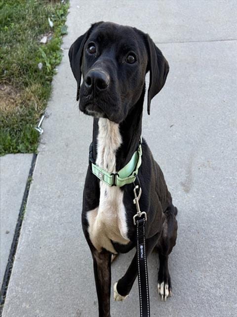 Photo of Monty, adoptable Labrador Retriever mix in Center Township, Pennsylvania