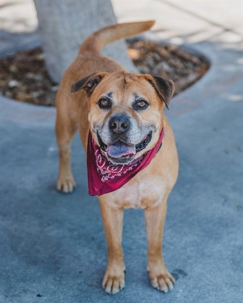 Photo of Capitan, adoptable Black Mouth Cur in Miami, Florida