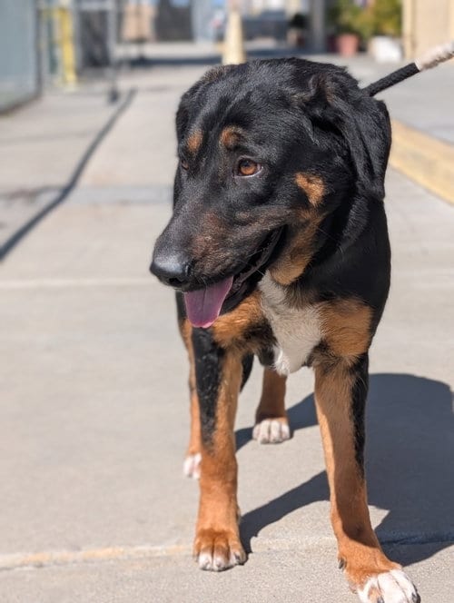 Photo of Scarlet, adoptable German Shepherd Dog in ROSEVILLE, California