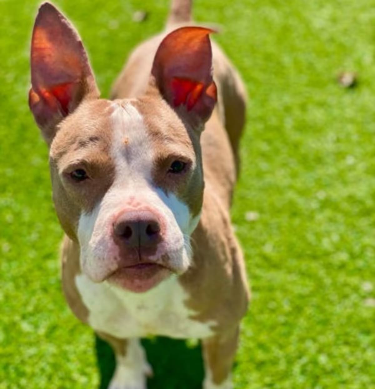 Photo of Boogie, adoptable Mixed Breed (Medium) in Munster, Indiana