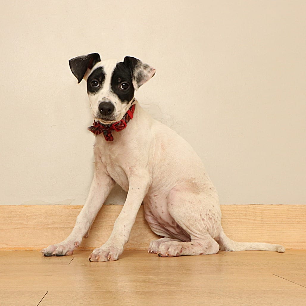 Photo of Michi D70649, adoptable Terrier, American Pit Bull / Mixed Breed (Medium) in Minnesota, Minnesota