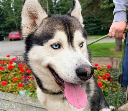Photo of Stallone, adoptable Alaskan Malamute in Anchorage, Alaska