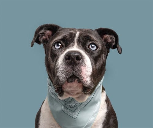 Photo of Juniper Ice, adoptable Pit Bull Terrier in St. Louis, Missouri