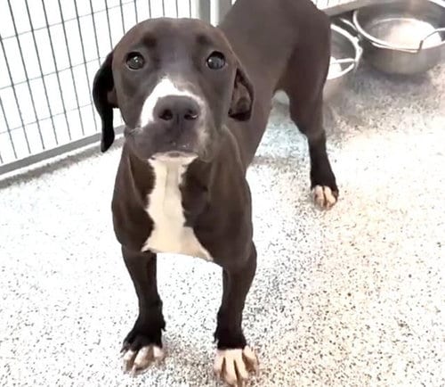 Photo of Jesse, adoptable Labrador Retriever in Houston, Texas