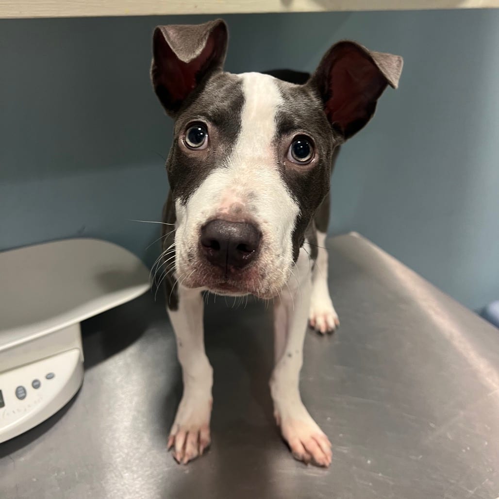 Photo of Pippa, adoptable Mixed Breed (Small) in Chattanooga, Tennessee