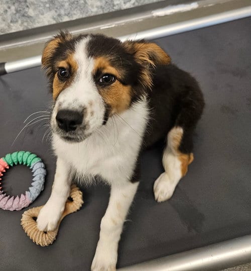 Photo of Pippa, adoptable Unknown breed in Rancho Santa Fe, California