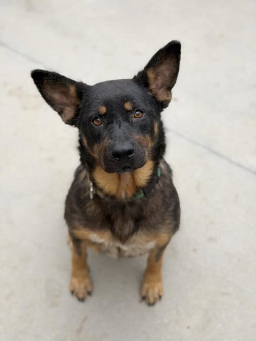 Photo of Gracie, adoptable Rottweiler in Santa Barbara, California