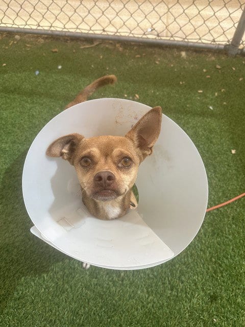 Photo of Taquito, adoptable Chihuahua in Phoenix, Arizona