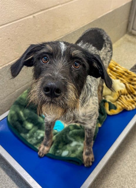 Photo of Moe, adoptable German Wirehaired Pointer in Statesville, North Carolina